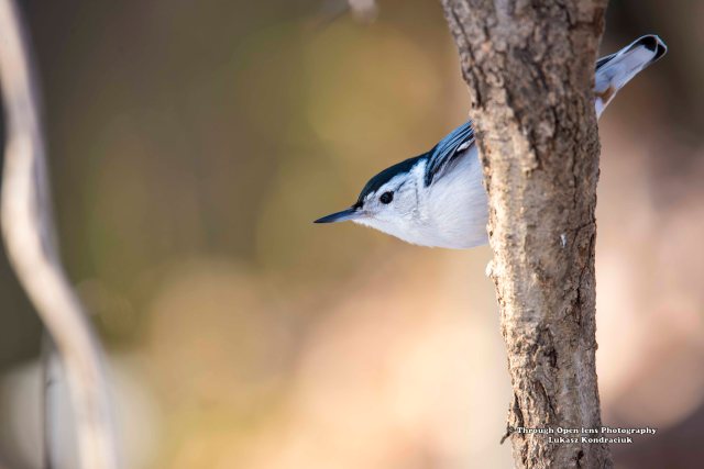 White-breasted Nuthatch 1