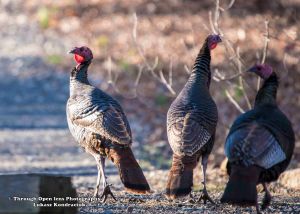 Wild Turkeys