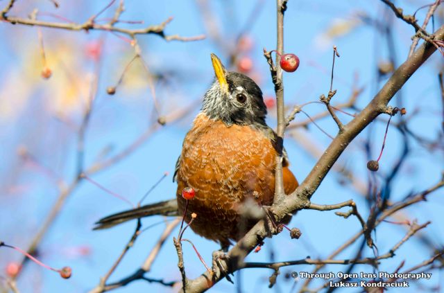 American Robin