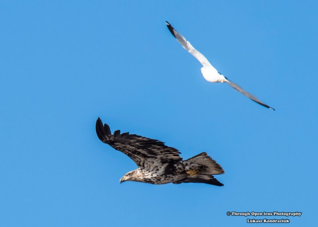 Bald Eagle ( Juvenile )