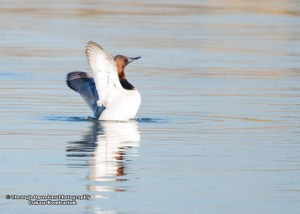 Canvasback duck