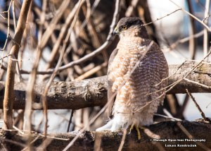 Cooper’s Hawk 1