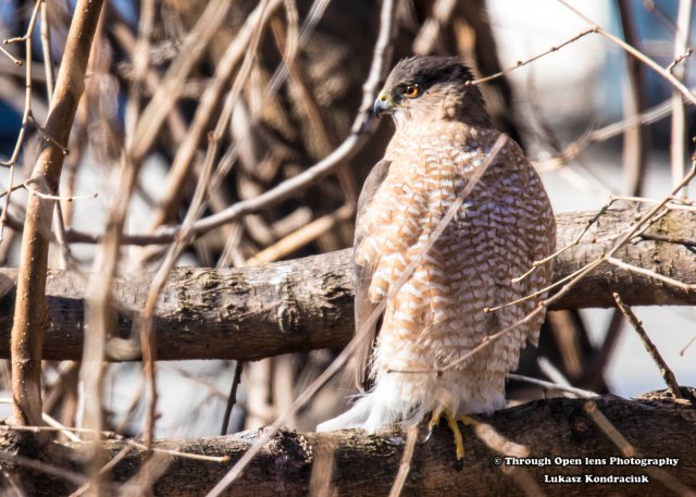Cooper’s Hawk 1