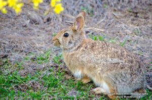 Cottontail Rabbit