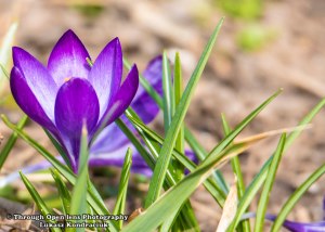 Crocus