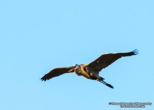 Great Blue Heron Wazzaap!