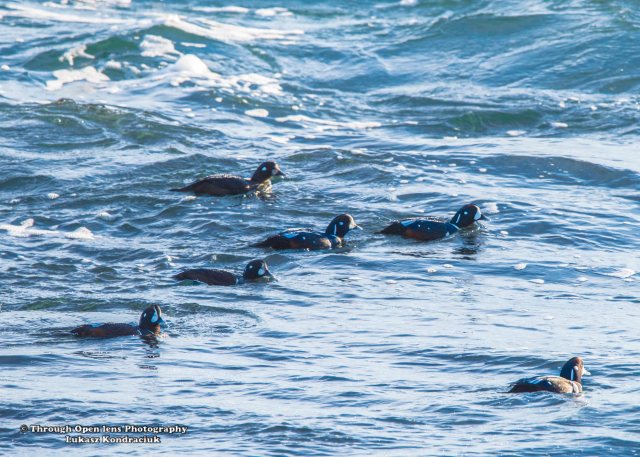 Harlequin Ducks