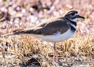 Killdeer