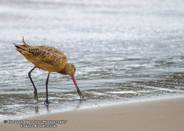 Marbled Godwit