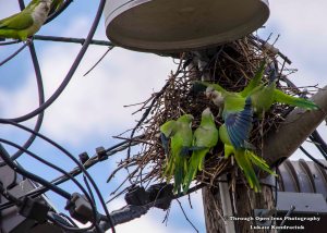 Monk Parakeets