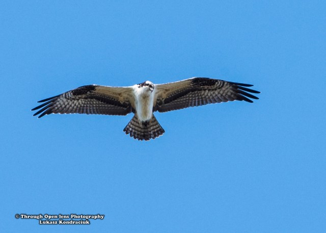 Osprey