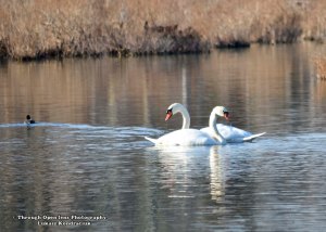Swans