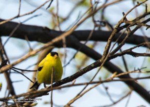 American Goldfinch