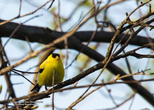 American Goldfinch