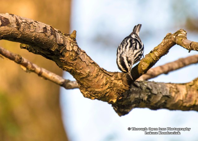 Black and white Warbler