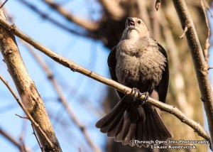 Brown-headed Cowbird ( Female )