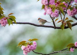Chipping Sparrow