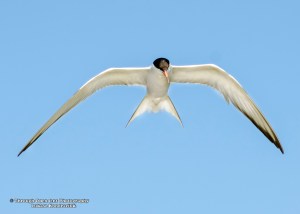 Common Tern 1