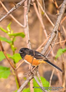 Eastern Towhee