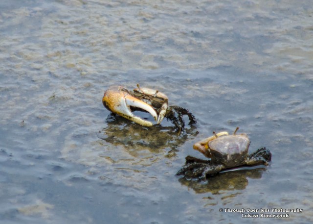 Fiddler crabs