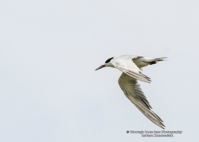 Forster's Tern