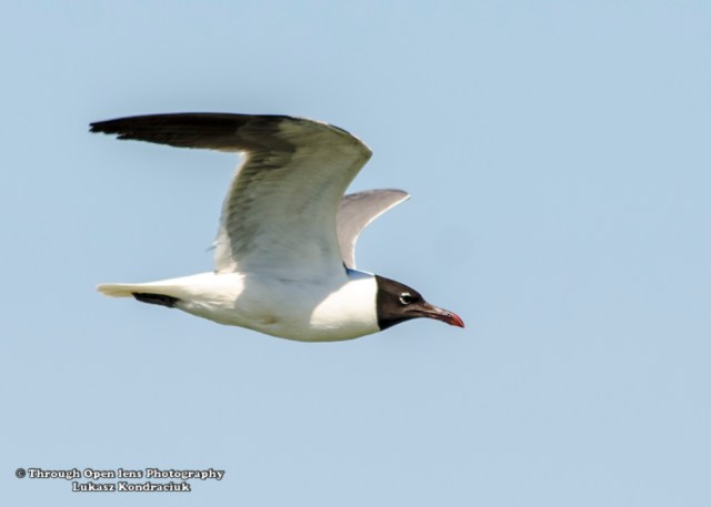 Franklin's Gull