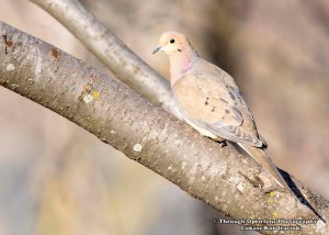 Mourning Dove