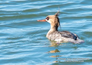 Red-breasted Merganser Female