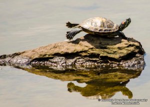 Red-Eared Slider Turtle