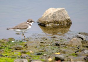 Semipalmated Plover