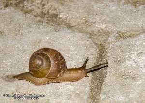 Snail