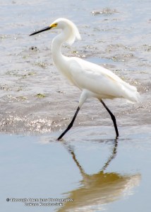 Snowy Egret