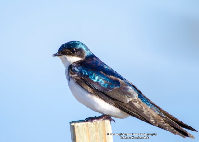 Tree Swallow