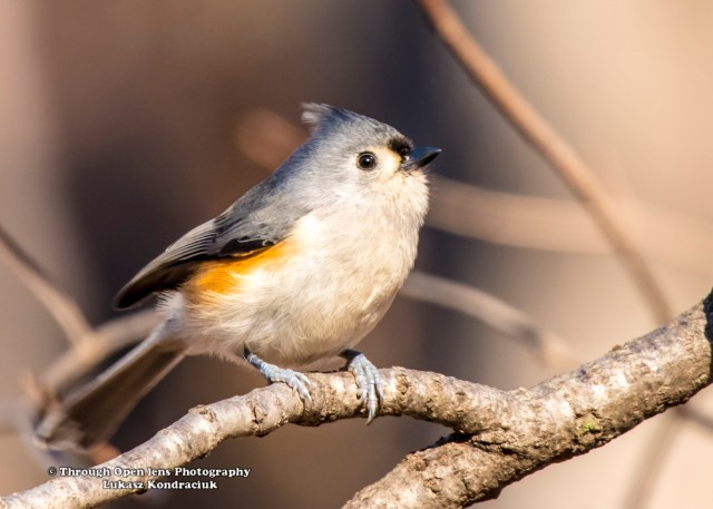 Tufted Titmouse 2