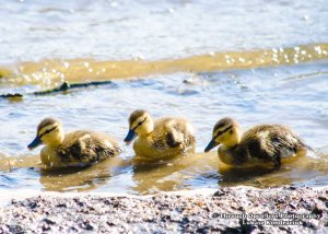 American Black Ducks