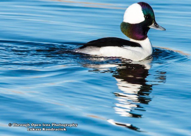 Bufflehead Duck 1