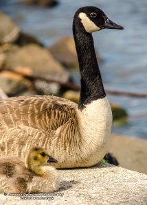 Canada Goose 3