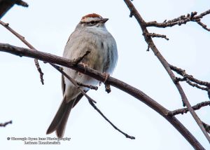 Chipping Sparrow 1