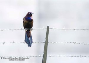 Common Grackle 1