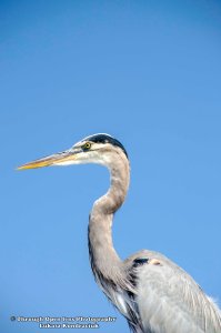 Great Blue Heron 3