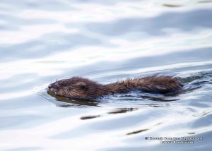 Muskrat