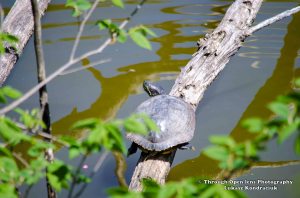 Red-Eared Slider Turtle 1