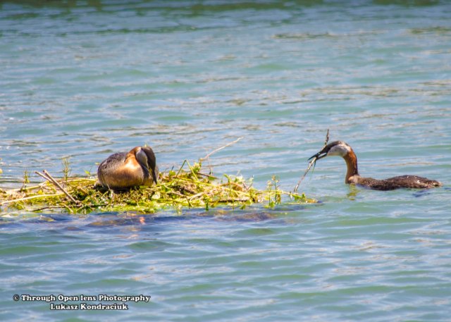 Red-Necked Grebes