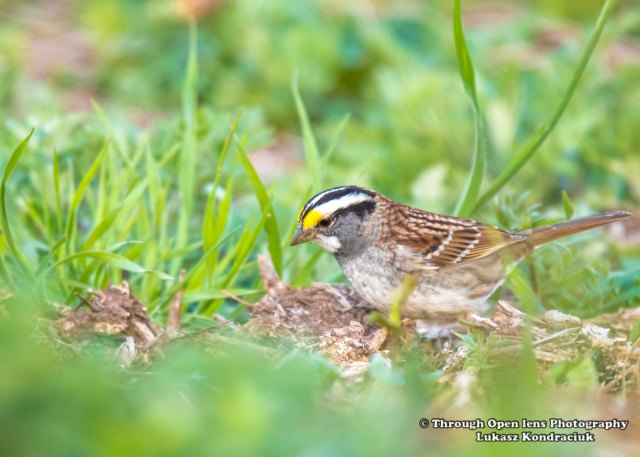 White-throated Sparrow 1