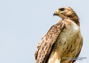 Red-tailed Hawk 1