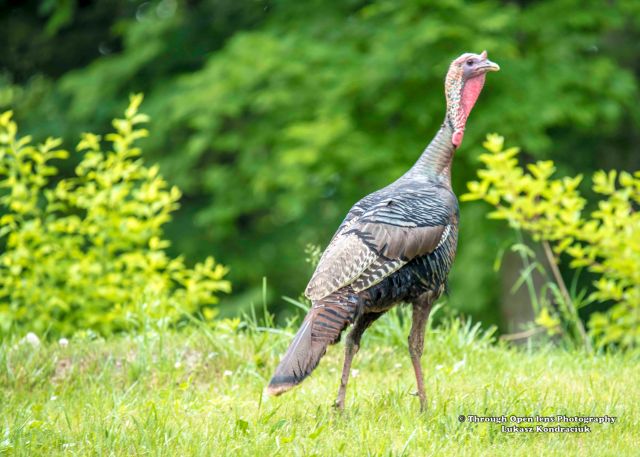 Wild Turkey