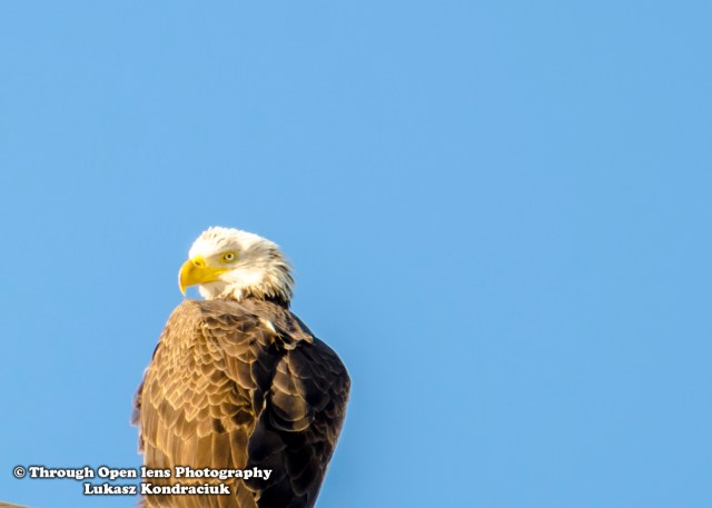 Bald Eagle