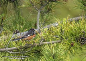 Eastern Towhee 1
