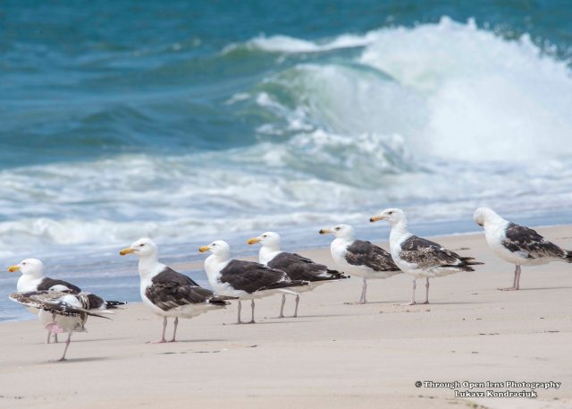 Great Black-backed Gull