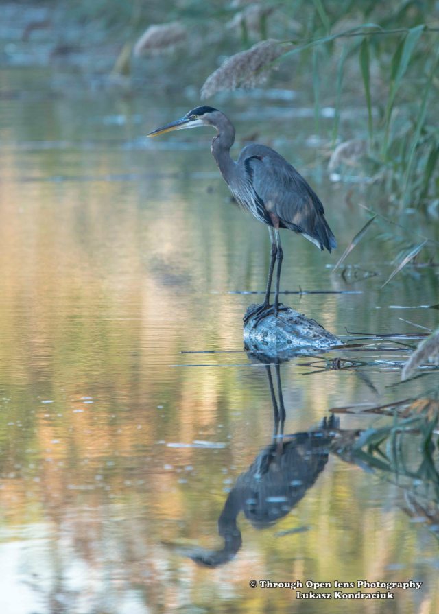 Great Blue Heron 4